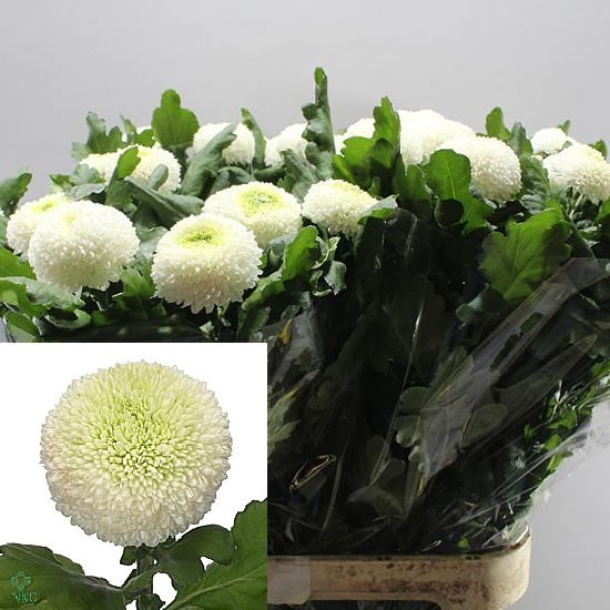 Chrysant Sgl. Boris Becker