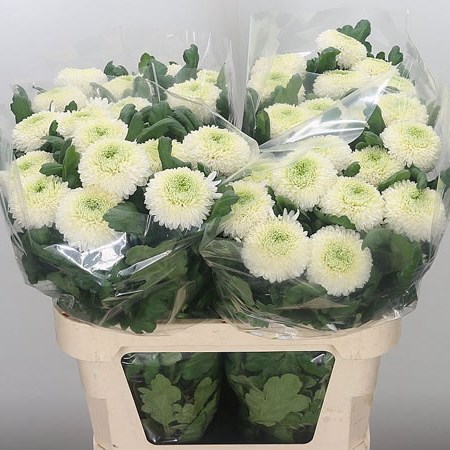 Chrysant Sgl. Boris Becker
