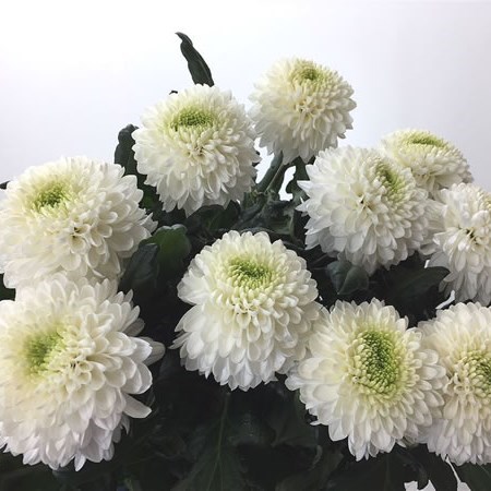 Chrysant Sgl. Boula