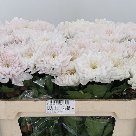 Chrysant Sgl. Cipray
