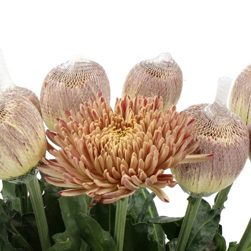 Chrysant Sgl. Couture Blush