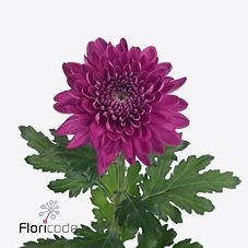 Chrysant Sgl. Desna Dark