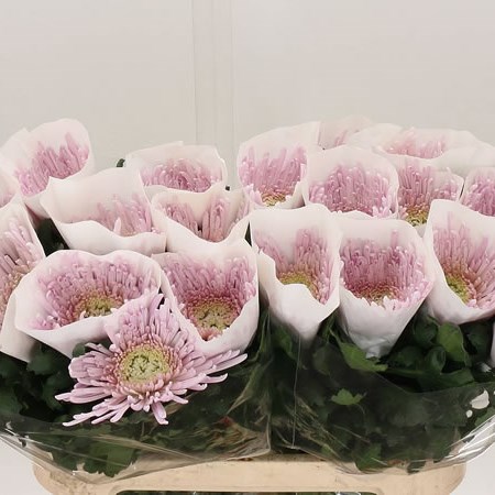 Chrysant Sgl. Elbrus
