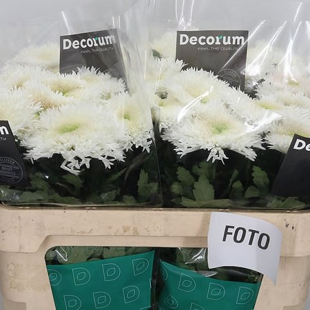 Chrysant Sgl. Etrusko White