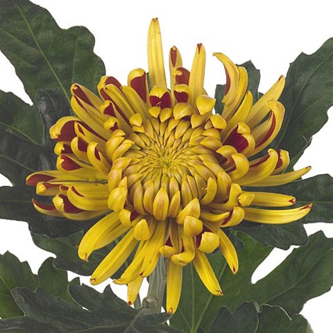 Chrysant Sgl. Fuego