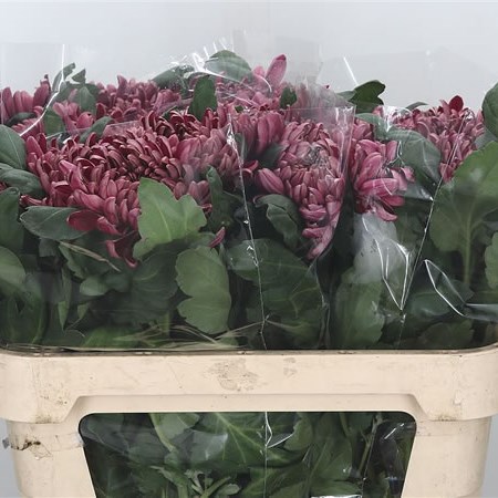 Chrysant Sgl. Gilbert Leigh Cherry