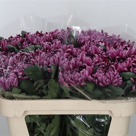 Chrysant Sgl. Gilbert Leigh Purple