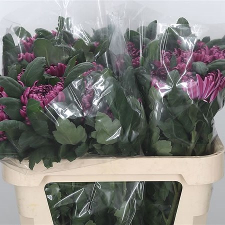 Chrysant Sgl. Gilbert Leigh Purple