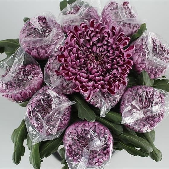 Chrysant Sgl. Gilbert Leigh Purple (Extra)