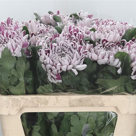 Chrysant Sgl. Gilbert Leigh Silver