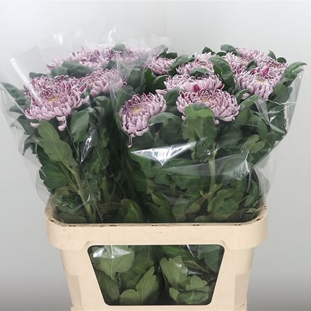 Chrysant Sgl. Gilbert Leigh Silver