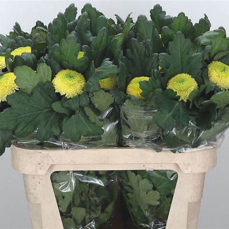 Chrysant Sgl. Golden Ping Pong