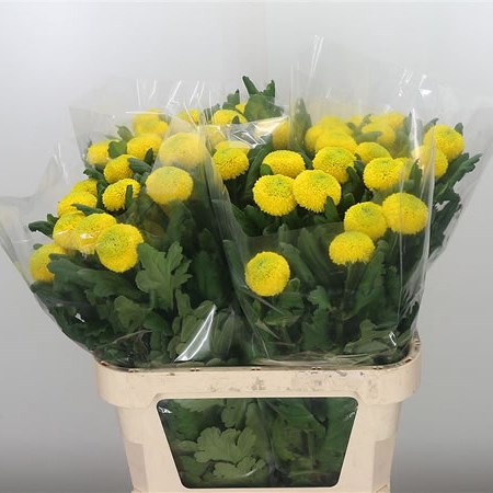 Chrysant Sgl. Golden Ping Pong