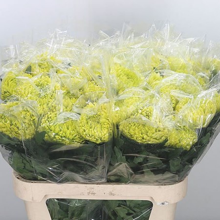Chrysant Sgl. Green Wonder
