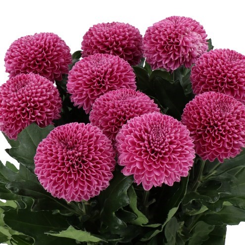 Chrysant Sgl. Gustav