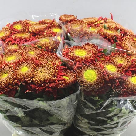 Chrysant Sgl. Hanenburg