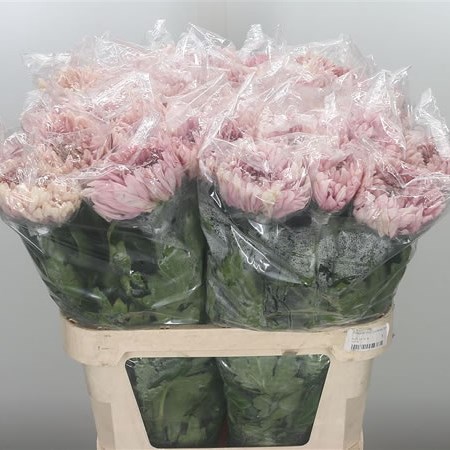 Chrysant Sgl. Holiday