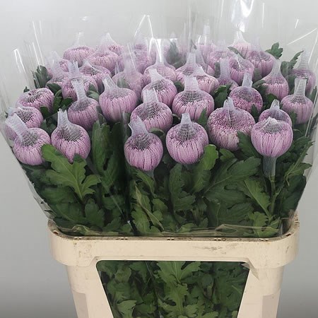 Chrysant Sgl. Hornbill Dark
