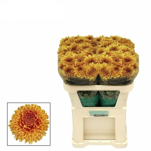 Chrysant Sgl. Jackfruit