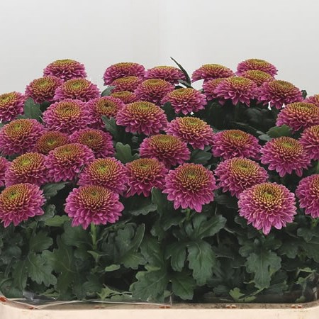Chrysant Sgl. Jeanny Purple