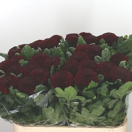 Chrysant Sgl. Kiev Dark