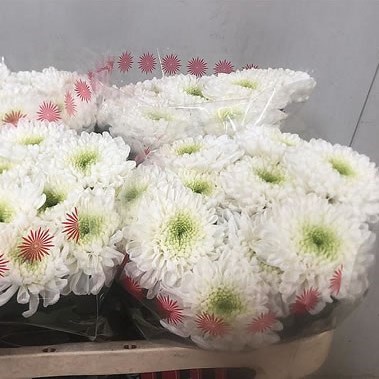 Chrysant Sgl. Kokos