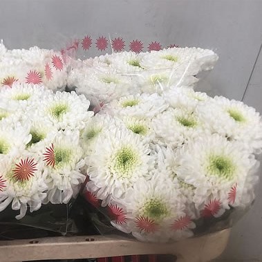 Chrysant Sgl. Kokos