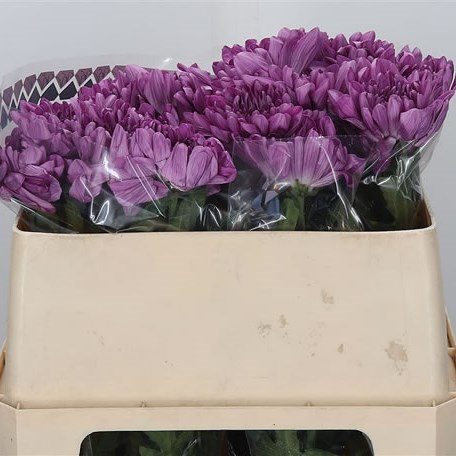 Chrysant Sgl. Ksenia Dark