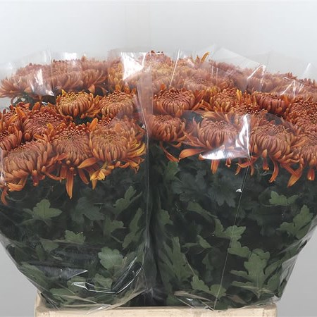 Chrysant Sgl. Lameet Bronze