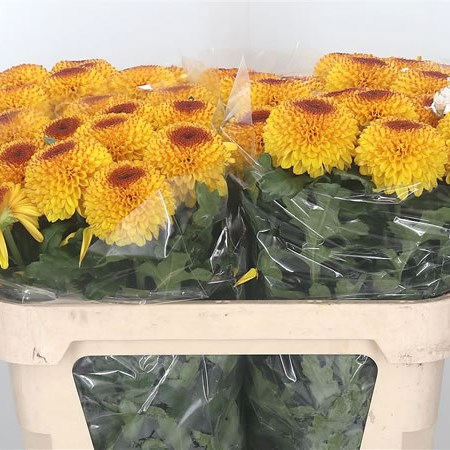 Chrysant Sgl. Leontien