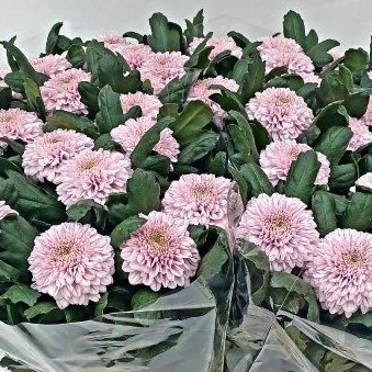 Chrysant Sgl. Makarov