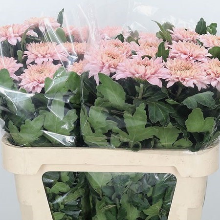 Chrysant Sgl. Marielle