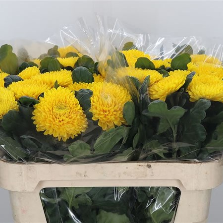 Chrysant Sgl. Migoli