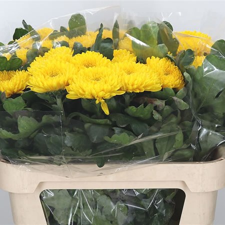 Chrysant Sgl. Migoli