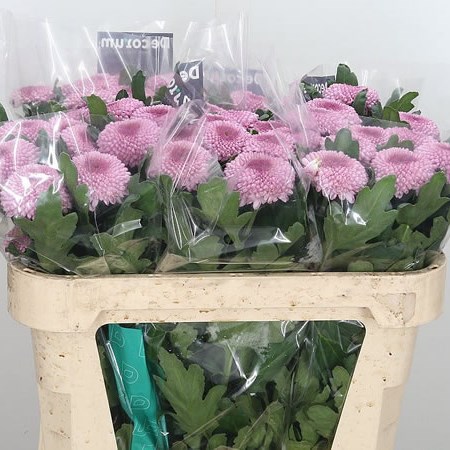 Chrysant Sgl. Momoko