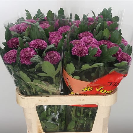 Chrysant Sgl. Omsk Lilac