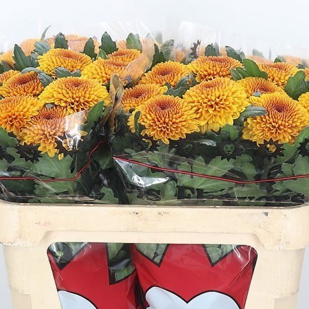 Chrysant Sgl. Paladov