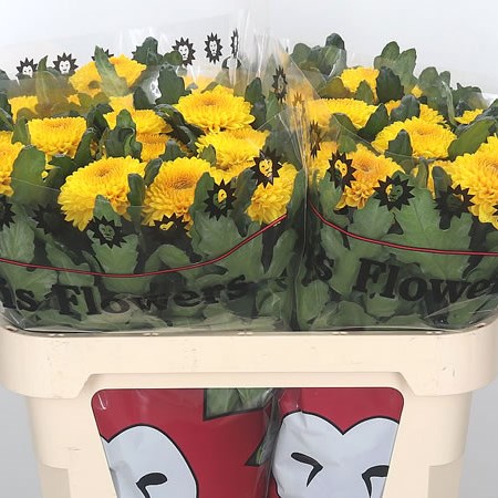 Chrysant Sgl. Paladov Sunny