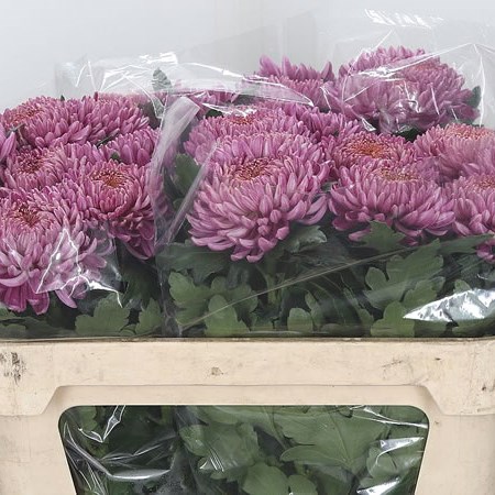 Chrysant Sgl. Pandion