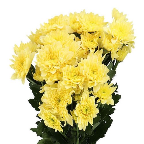Chrysant Sgl. Pastela Favori
