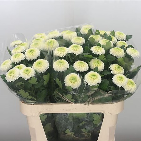Chrysant Sgl. Ping Pong