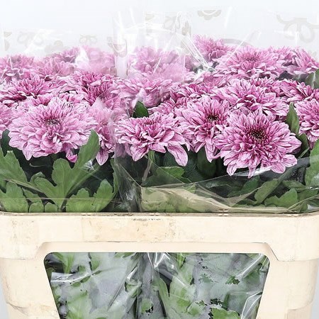 Chrysant Sgl. Pip