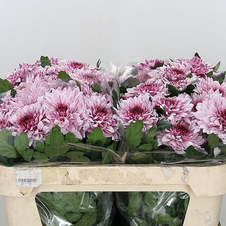 Chrysant Sgl. Pip Pretty