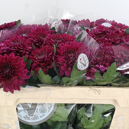 Chrysant Sgl. Pip Purple