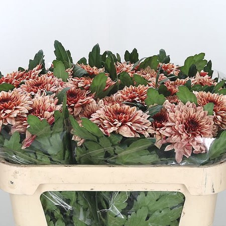 Chrysant Sgl. Pip Salmon