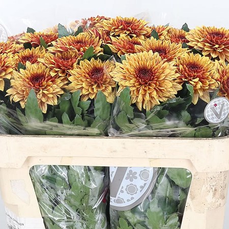 Chrysant Sgl. Pip Sunny