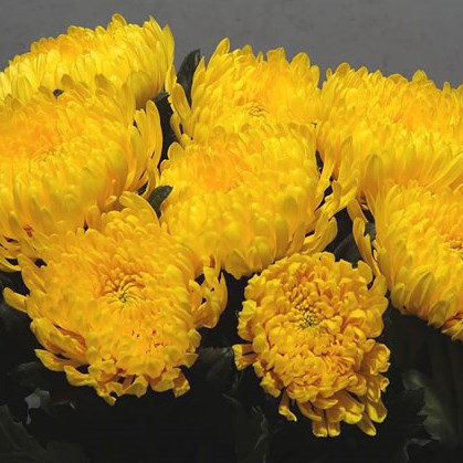Chrysant Sgl. Pjotr