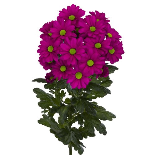 Chrysant Sgl. Randall