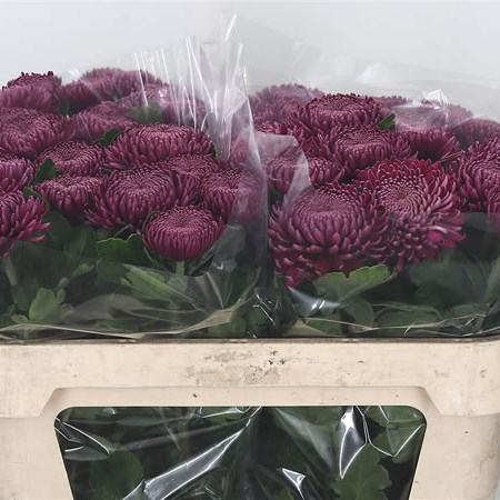 Chrysant Sgl. Regalmist Purper