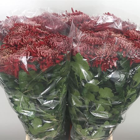 Chrysant Sgl. Regalmist Red